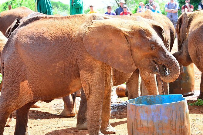 Nairobi national park and Giraffe center - How the 8-hour schedule actually plays in your day