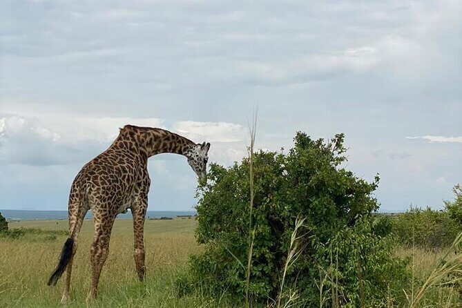 Nairobi national park and Giraffe center - Price and value: what $175 per person really covers