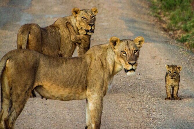 Nairobi National Park and Giraffe Center Daily Tours. - Practical Tips to Make This Safari Day Feel Worth It