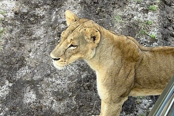 Nairobi National Park and Giraffe Center Daily Tours. - FAQ
