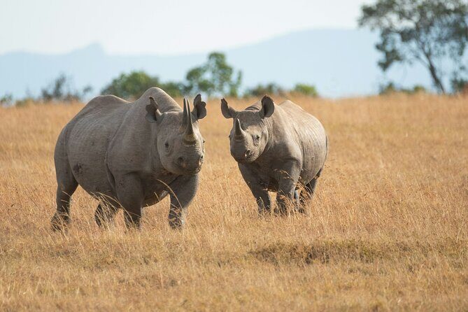 Nairobi National park And Giraffe Center: Free Wi-Fi Connection - Nairobi National Park: lions, zebras, and giraffes against Nairobi’s skyline