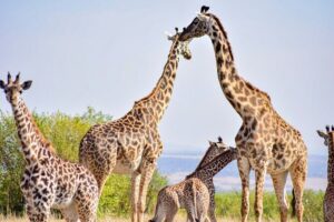 Nairobi National park And Giraffe Center: Free Wi-Fi Connection - The morning game drive: what to expect in 4 hours