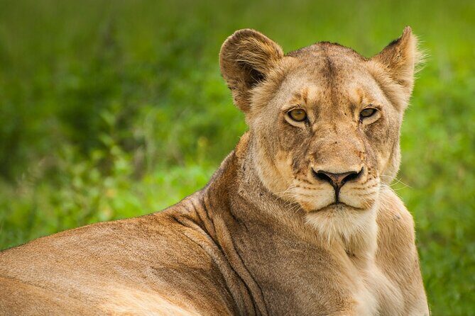 Nairobi National park And Giraffe Center: Free Wi-Fi Connection - A roof-top safari vehicle that actually helps your viewing