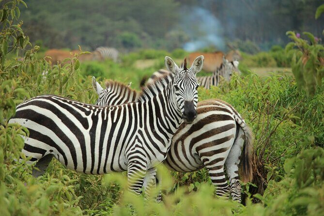 Nairobi National park And Giraffe Center: Free Wi-Fi Connection - Lunch and craft shopping at KOBE TOUGH beads & leather