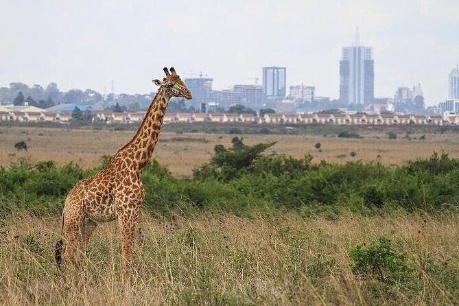Nairobi: National park, baby Elephant, Giraffe center - Karen Blixen Museum: a calmer chapter after animal time