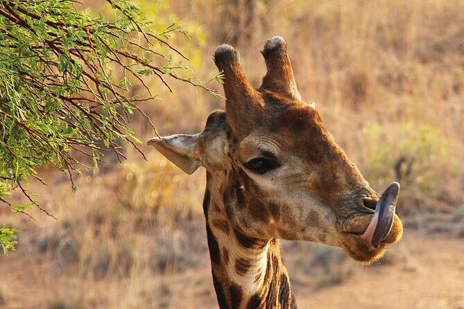 Nairobi: National park, baby Elephant, Giraffe center - Price and logistics: where the $44 really lands