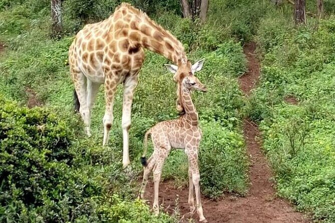 Nairobi: National park, baby Elephant, Giraffe center - What to pack for an 8-hour Nairobi circuit