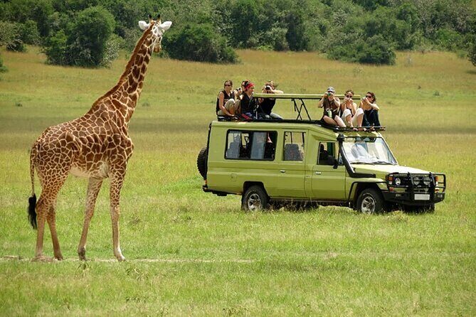 Nairobi: National park, baby Elephant, Giraffe center - Giraffe Centre: hand-feeding Rothschild giraffes up close