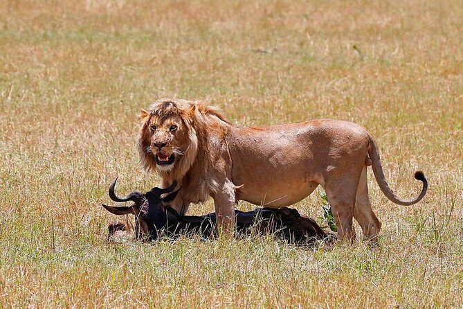 Nairobi National Park, Baby Elephant Orphanage and Giraffe Center - Nairobi National Park: Safari in the city’s backyard