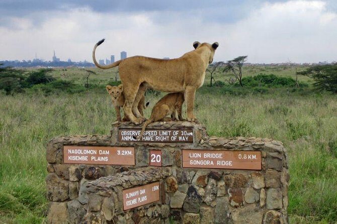 Nairobi National Park, Baby Elephant Orphanage and Giraffe Center - The 6-hour flow: pickup, game drive, feeding, and beads