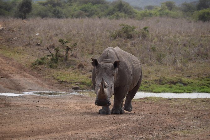 Nairobi National Park, Baby Elephant Orphanage and Giraffe Center - Departure times, open-roof safari comfort, and photo strategy