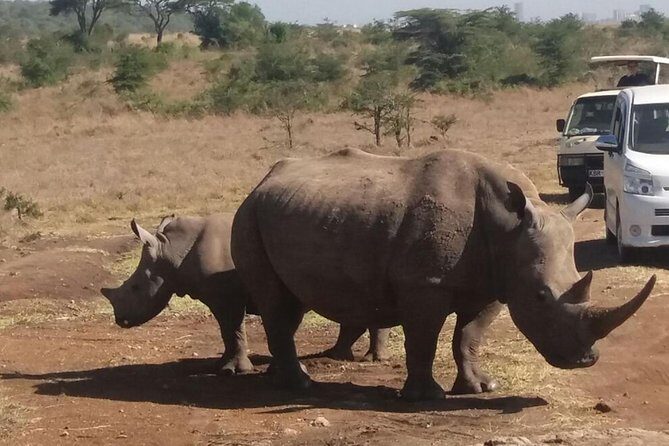 Nairobi National Park, Baby Elephant Orphanage and Giraffe Center - Who this Nairobi day is best for