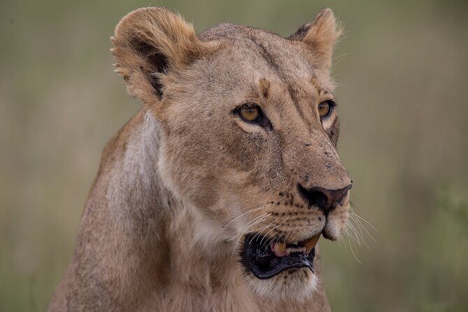 Nairobi National Park Day Tour - The 6:00 am start and the four-hour rhythm