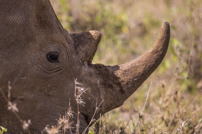 Nairobi National Park Day Tour - Nairobi National Park: grass plains, acacia, and a skyline behind the animals