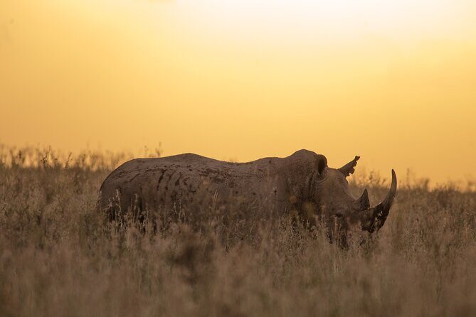 Nairobi National Park Day Tour - What you’re likely to spot: the standout species list