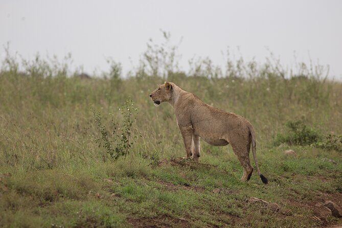 Nairobi National Park Day Tour - Walking trails, picnic sites, and campsites inside the park