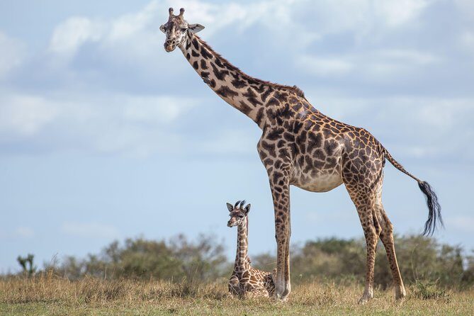 Nairobi National Park Day Tour - Photo opportunities with Nairobi’s skyscrapers in the background