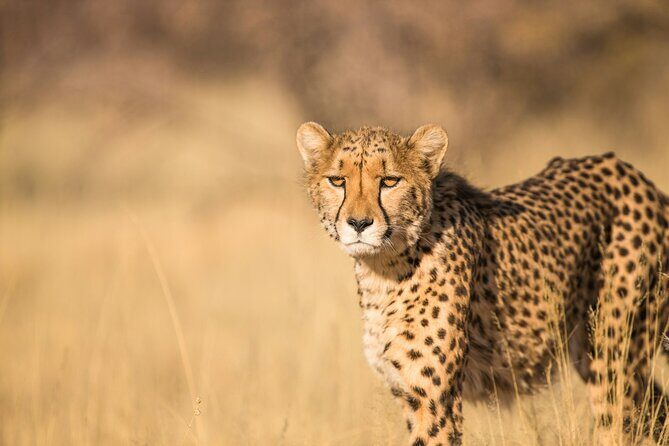 Nairobi National Park Early Morning or Afternoon Game Drive - Why Nairobi National Park feels different from a classic safari