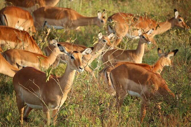 Nairobi National Park Early Morning or Afternoon Game Drive - Hotel pickup and the road to the park: convenient, not complicated