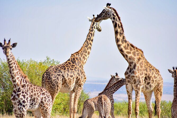 Nairobi National Park Early Morning or Afternoon Game Drive - Your guide and group size: what professionalism changes