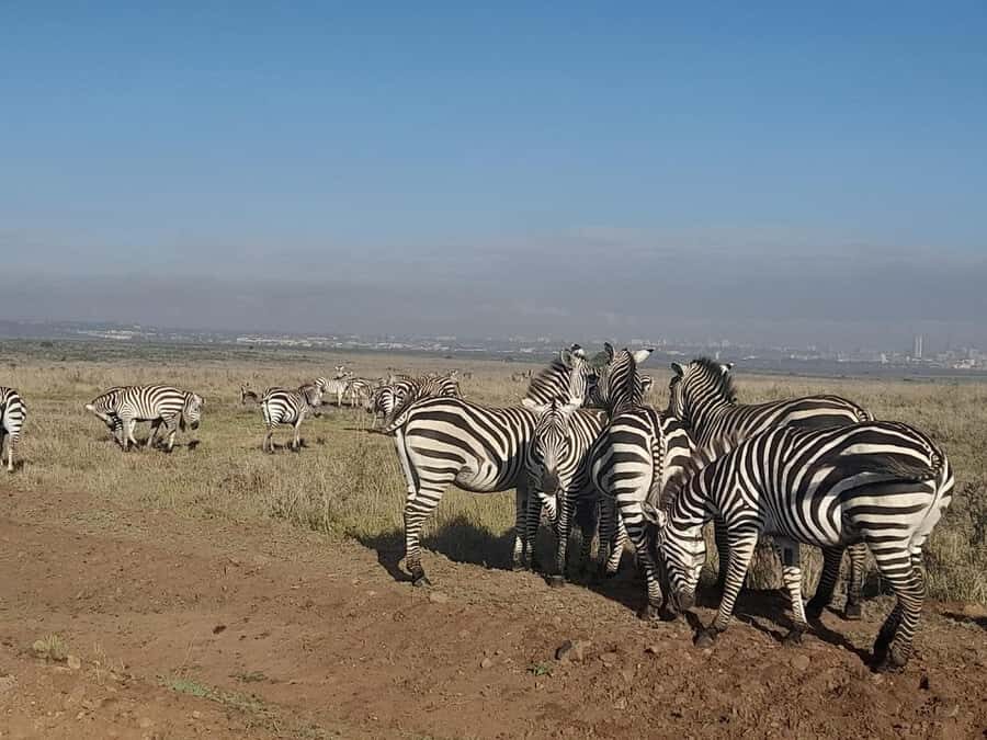 Nairobi: National Park Early Morning or Afternoon Game Drive - Who Should Book This Nairobi National Park Game Drive