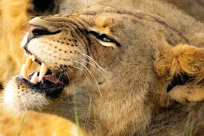 Nairobi National Park Early Morning or Afternoon Game Drive - Early morning or afternoon: how to choose the timing that fits you
