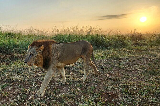 Nairobi National Park, Elephant Orphanage and Giraffe Center Tour - Optional craft stops that actually matter: Kobe Tough and Utamaduni