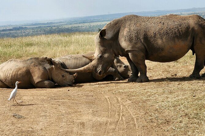 Nairobi National Park, Elephant Orphanage and Giraffe Center Tour - Price and what you really get for $85