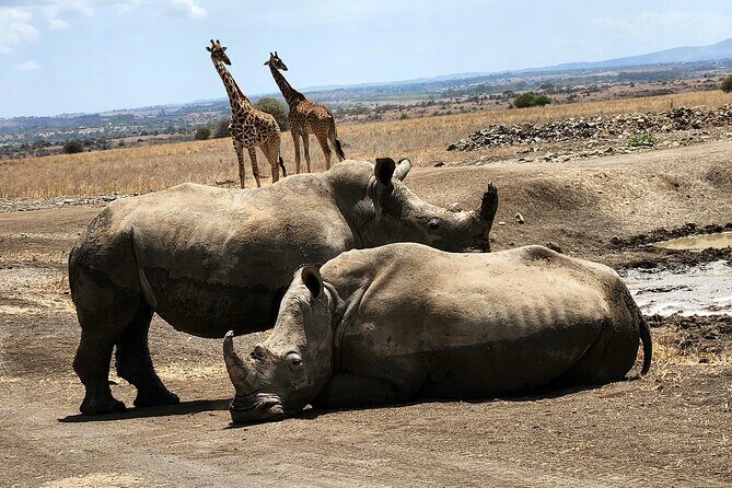 Nairobi National Park, Elephant Orphanage and Giraffe Center Tour - Pace and timing: how the day fits a layover
