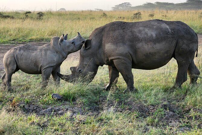 Nairobi National Park, Elephant Orphanage and Giraffe Center Tour - Practical tips so the conservation day stays smooth