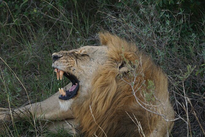Nairobi National Park, Elephant Orphanage and Giraffe Center Tour - Game drive style: pop-up roofs and guides who help you see