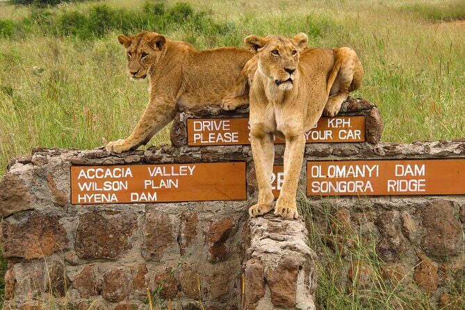 Nairobi National Park, Elephant Orphanage and Giraffe Centre - Nairobi National Park from the city edge: why this format works