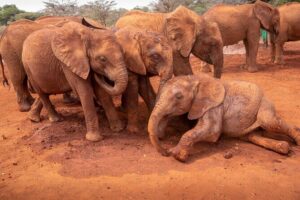 Nairobi National Park, Elephant Orphanage and Giraffe Centre - Kazuri Beads Factory: a crafts stop with real community value