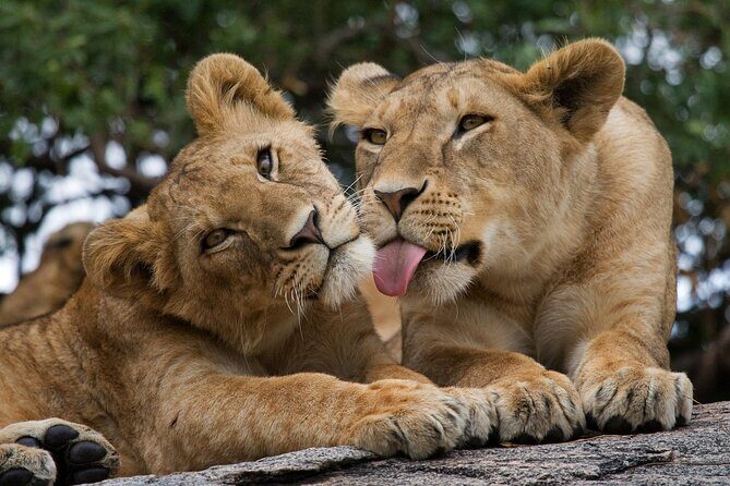Nairobi National Park, Elephant Orphanage and Giraffe Centre - Stop 2: Sheldrick Wildlife Trust, feeding time and recovery stories (about 1 hour)