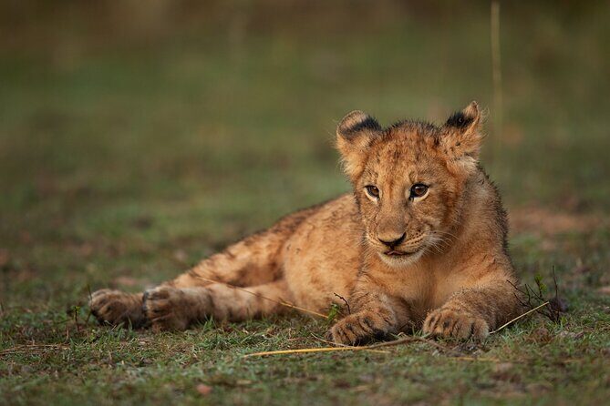 Nairobi National Park, Elephant Orphanage and Giraffe Centre - Stop 4: Cultiva Farm Kenya lunch break (about 1 hour; lunch costs extra)
