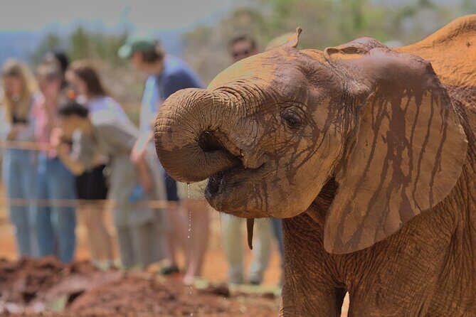 Nairobi National Park, Elephant Orphanage and Giraffe Centre - Stop 5: Giraffe Centre and the endangered Rothschild giraffes (about 2 hours)