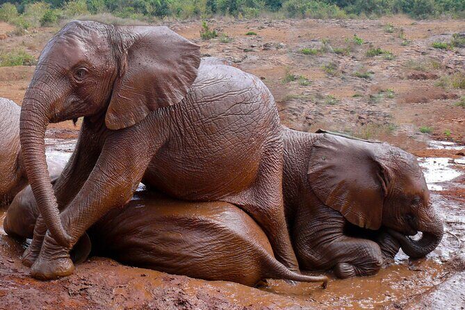 Nairobi National Park, Elephant Orphanage and Giraffe Centre - The real cost: $50 tour price plus admission tickets