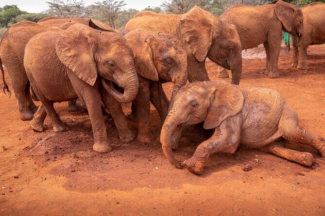 Nairobi National Park, Elephant Orphanage and Giraffe Centre - Stop 1: Nairobi National Park game drive (about 4 hours)