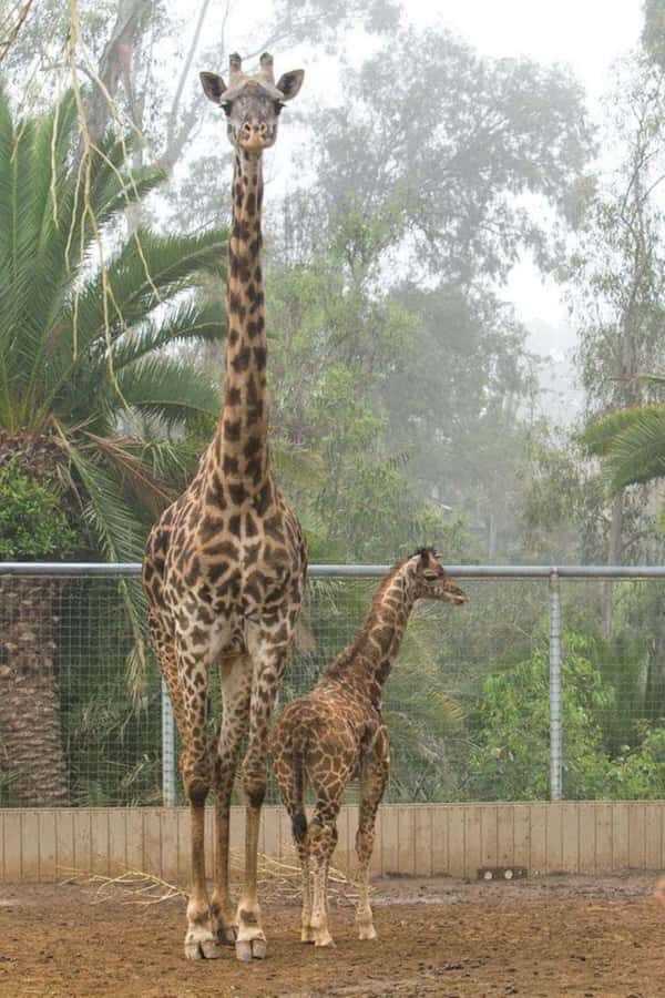 Nairobi: National Park, Elephant Orphanage & Giraffe Center - Quick hits to know before you go