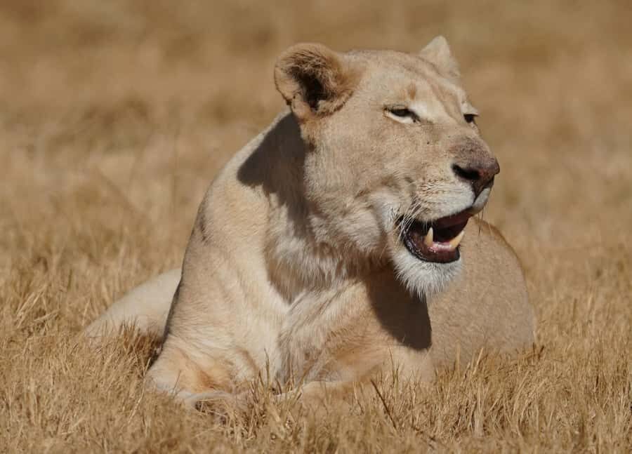 Nairobi: National Park, Elephant Orphanage & Giraffe Center - A Wildlife Day Right Next to Nairobi City Limits