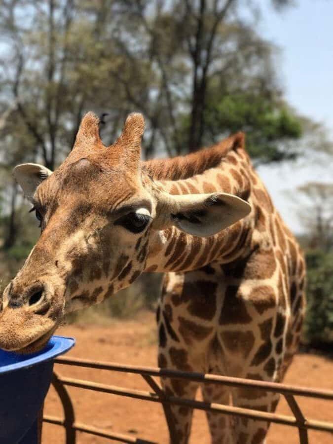 Nairobi: National Park, Elephant Orphanage & Giraffe Center - David Sheldrick Wildlife Trust: Baby Elephants and the Emotional Part of Kenya