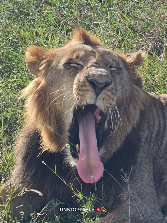 Nairobi: National Park, Elephant Orphanage & Giraffe Center - Lunch Break Time: Use It Strategically