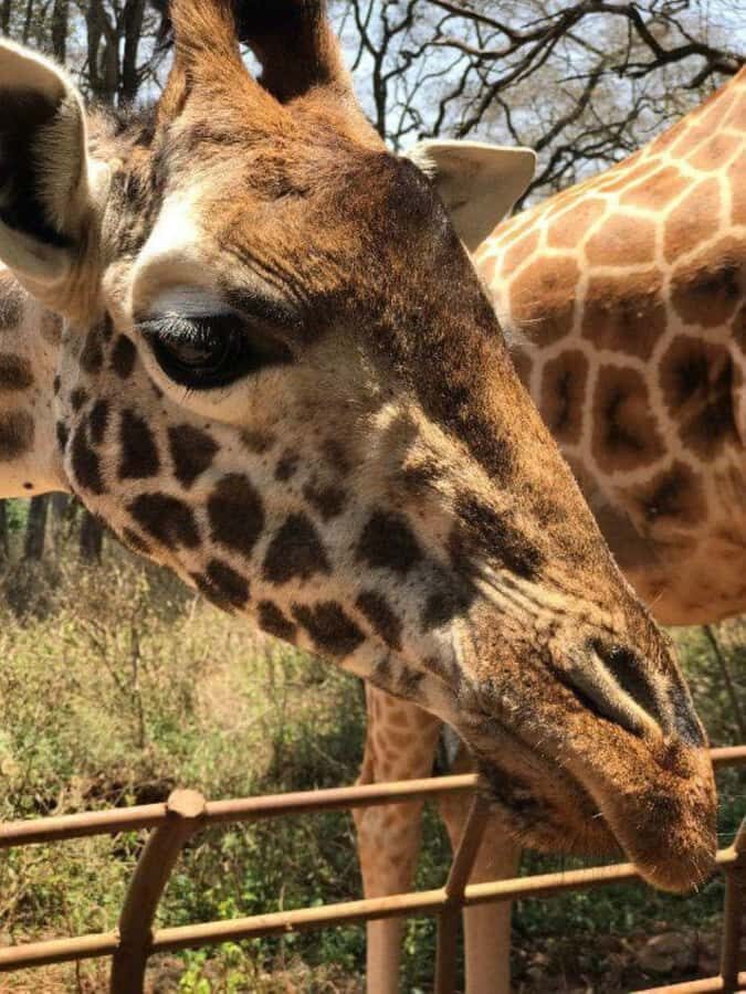 Nairobi: National Park, Elephant Orphanage & Giraffe Center - Kazuri Beads Factory and Leather Workshop: Craft Made From Scratch