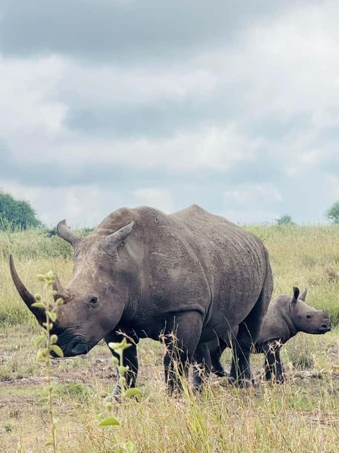 Nairobi: National Park, Elephant Orphanage & Giraffe Center - Price and Logistics: Where the Real Total Comes From