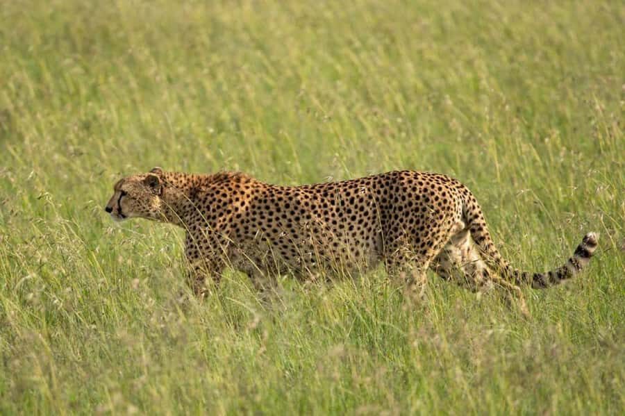 Nairobi: National Park, Elephant Orphanage & Giraffe Center - Who This Tour Suits Best (and Who Might Prefer a Different Style)