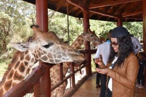 Nairobi: National Park, Elephant Orphanage, & Giraffe Centre - Sheldrick Wildlife Trust elephant orphanage: timing is everything