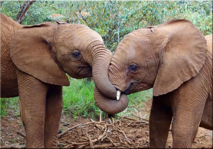 Nairobi: National Park, Elephant Orphanage, & Giraffe Centre - Giraffe Centre: Rothschild giraffes and conservation education