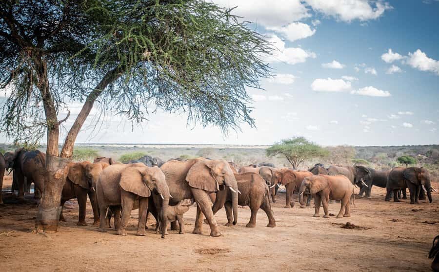 Nairobi: National Park, Elephant Orphanage, & Giraffe Centre - Price and logistics: what $76 really buys