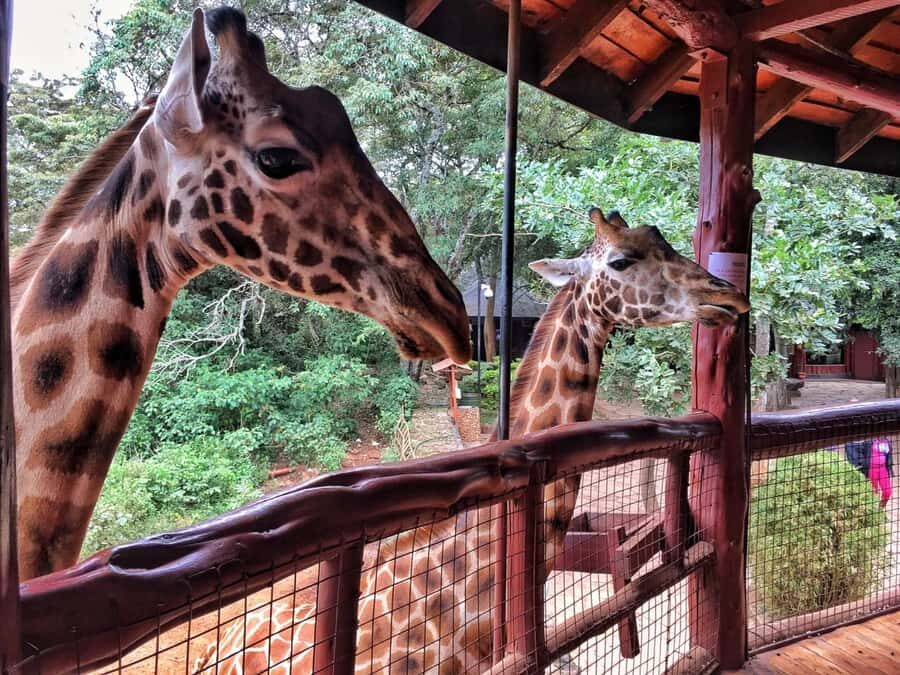 Nairobi: National Park, Elephant Orphanage, & Giraffe Centre - The day’s rhythm: pickup, lunch break, and guide support