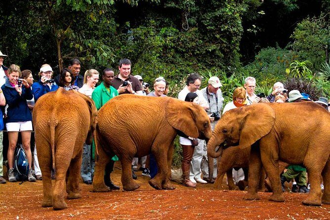 Nairobi National Park, Elephant Orphanage, Giraffe Centre Tour - Nairobi in One Day: Why This Tour Works